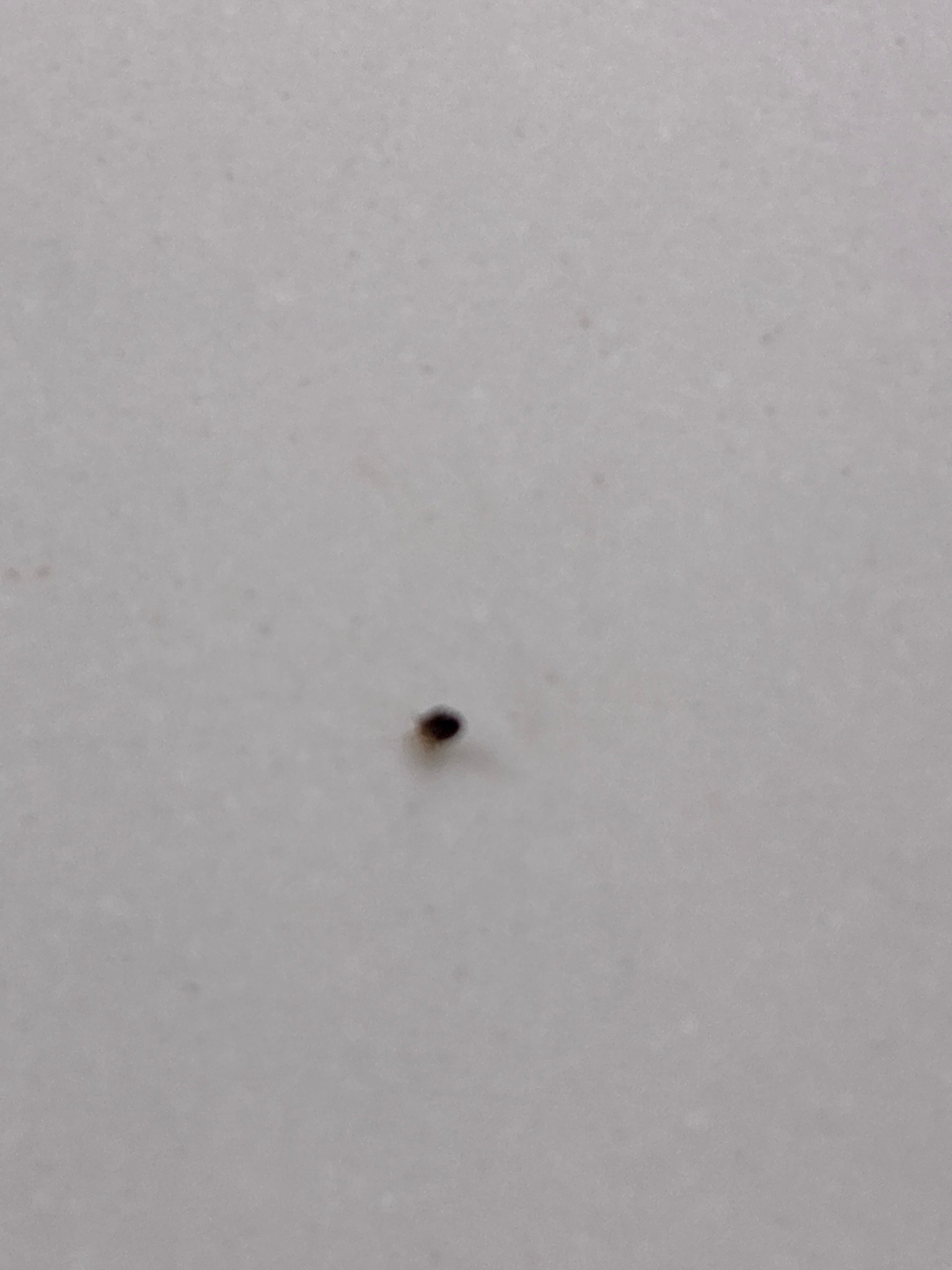 Flea (tentative identification)