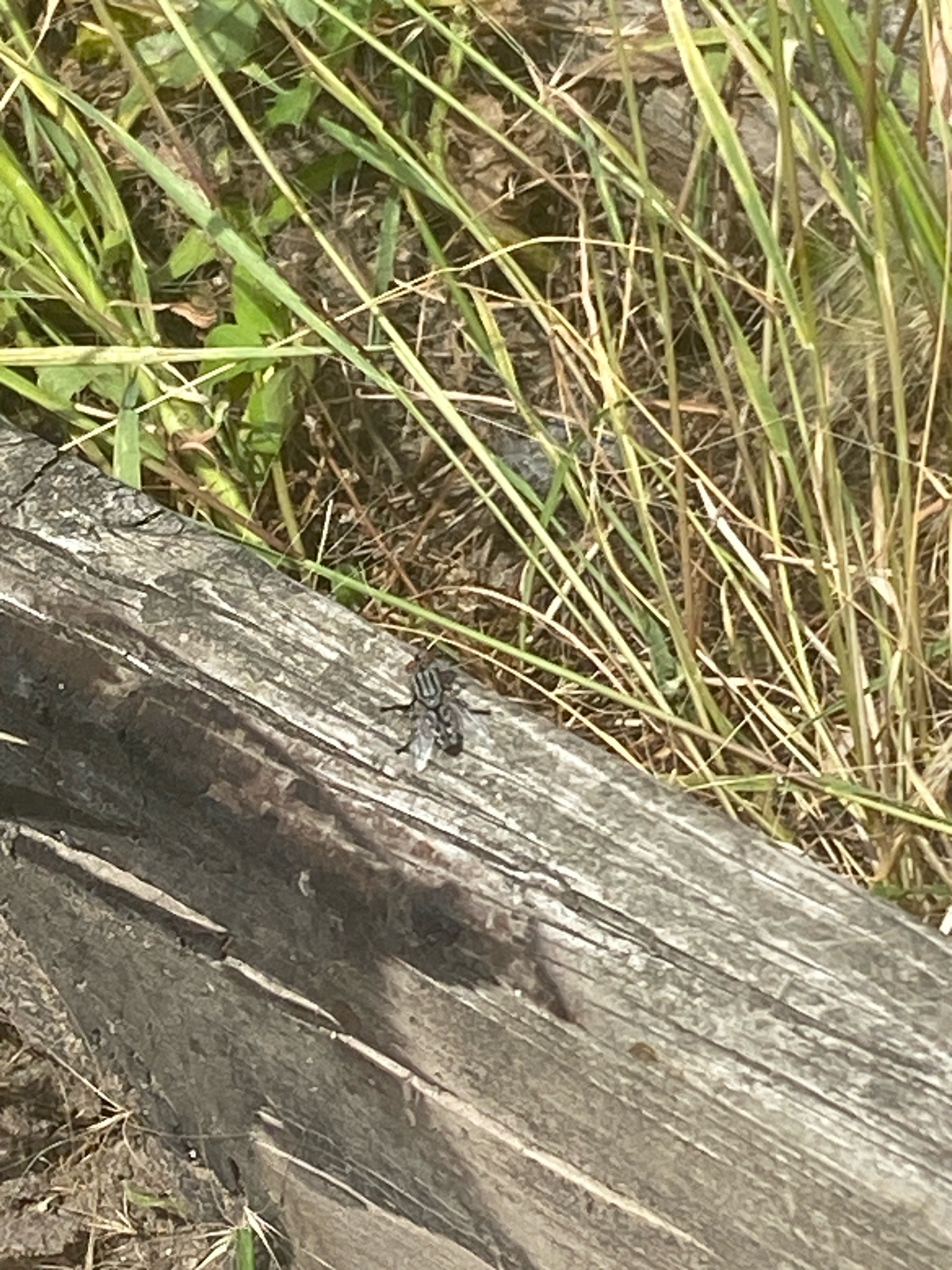 Flesh Fly