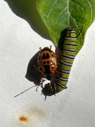 Florida Predatory Stink Bug
