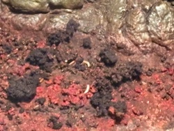 Fly Larva (Maggot)