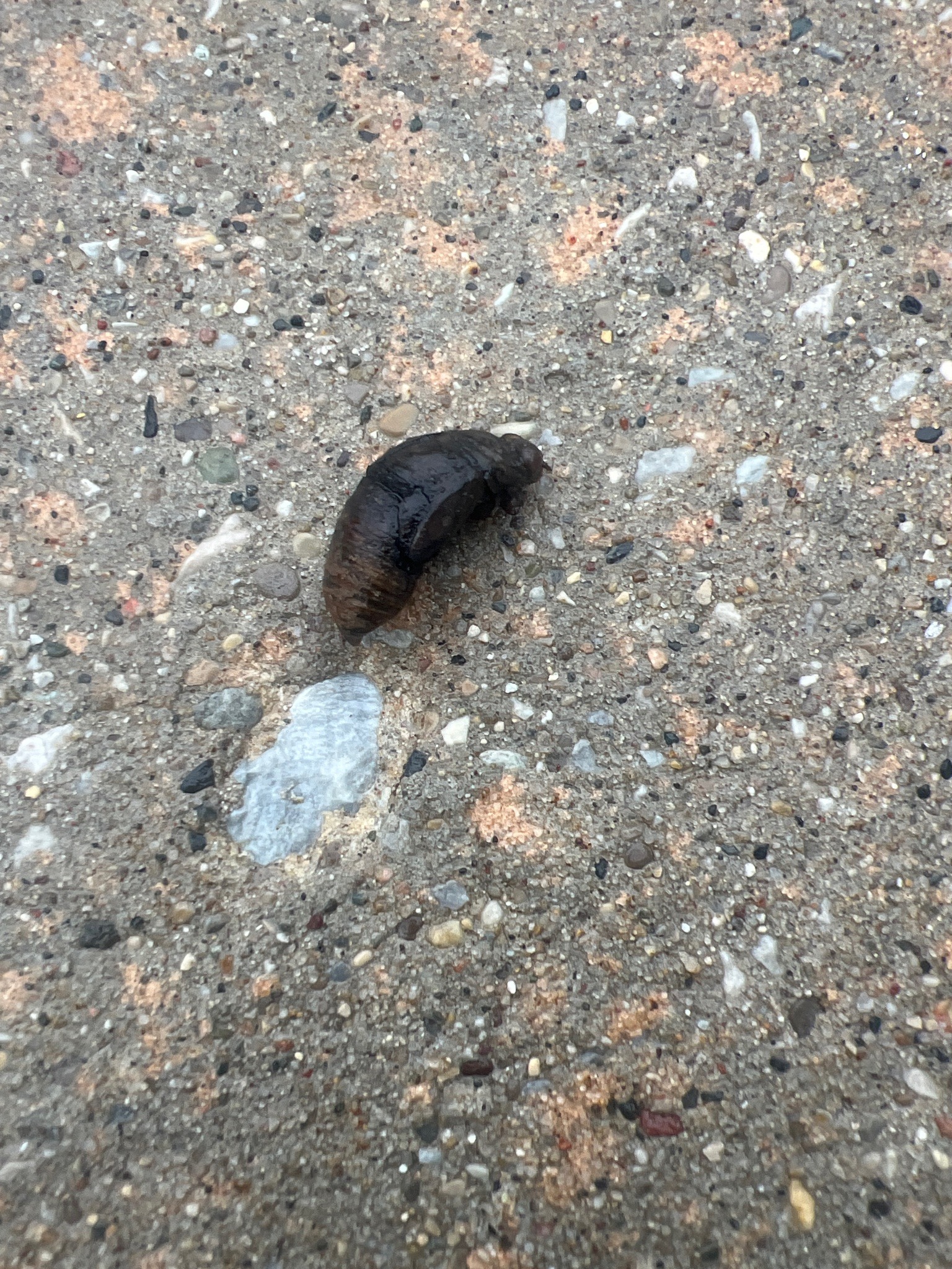 Fly pupa