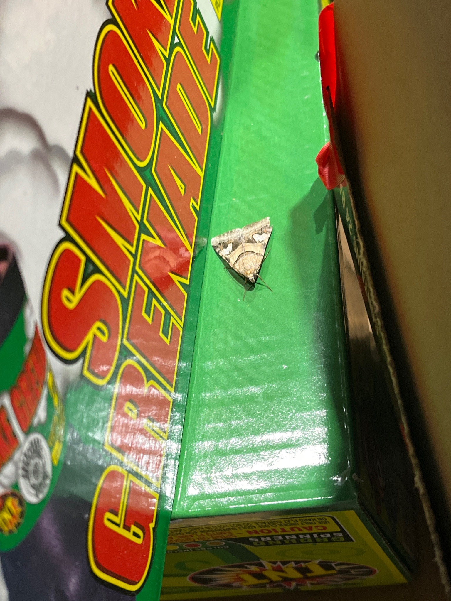 Forage Looper Moth