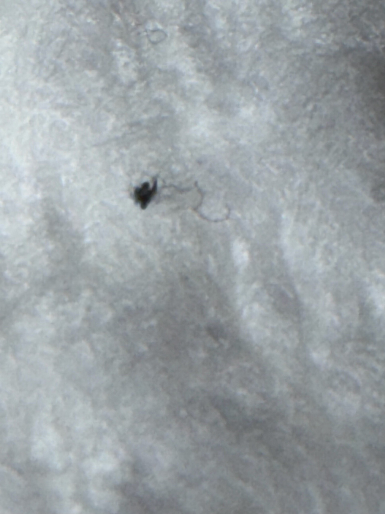 Fruit Fly