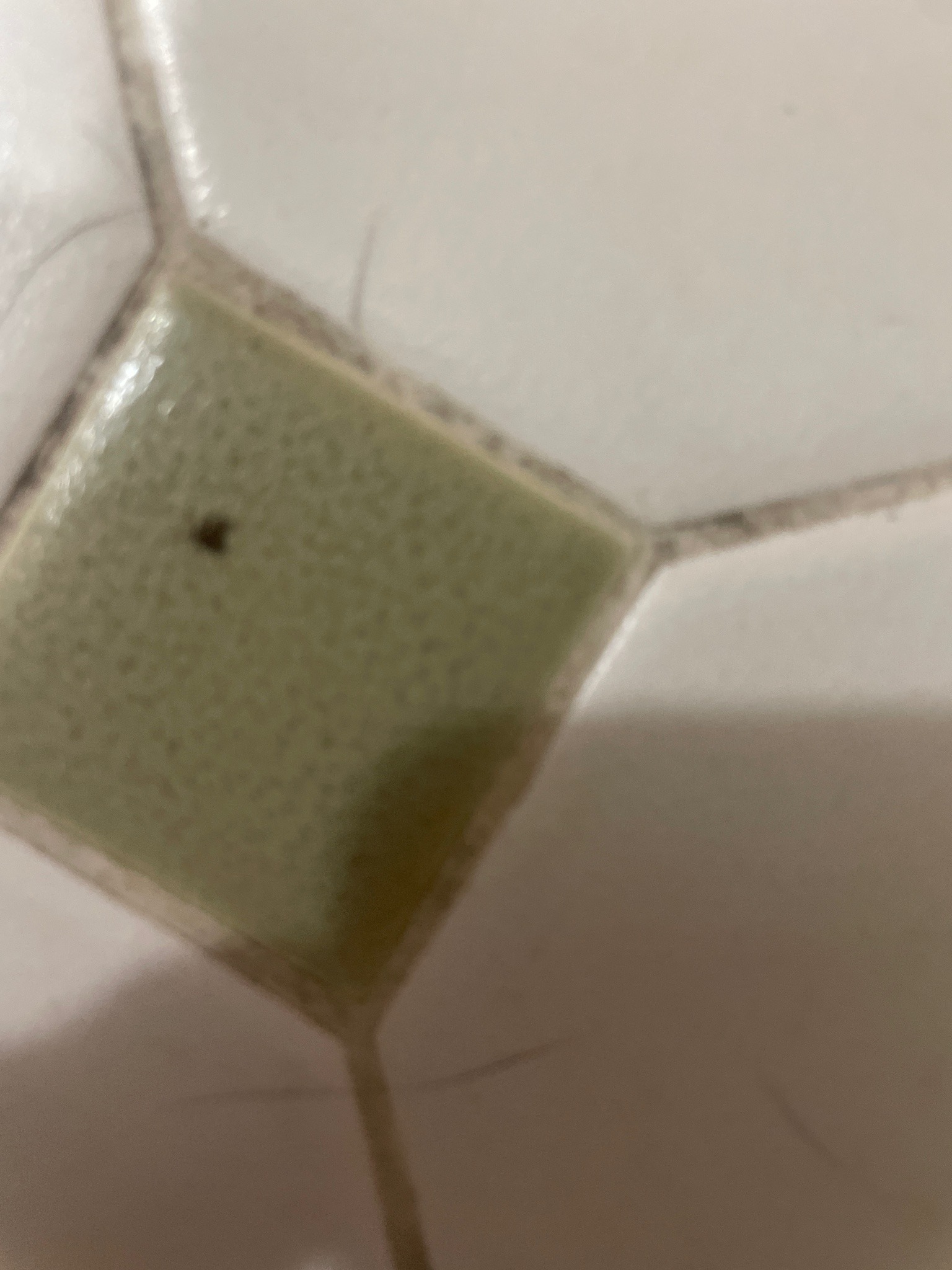 Fruit fly