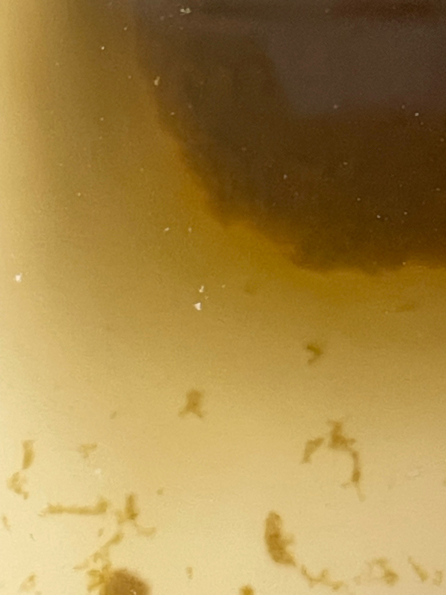 Fruit Fly (larvae)