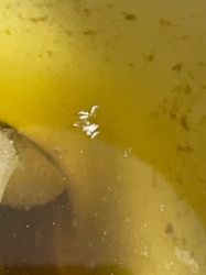 Fruit Fly (Larvae / Eggs / Adults floating)