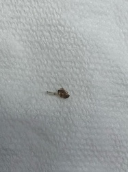 Fruit fly (likely vinegar fly)