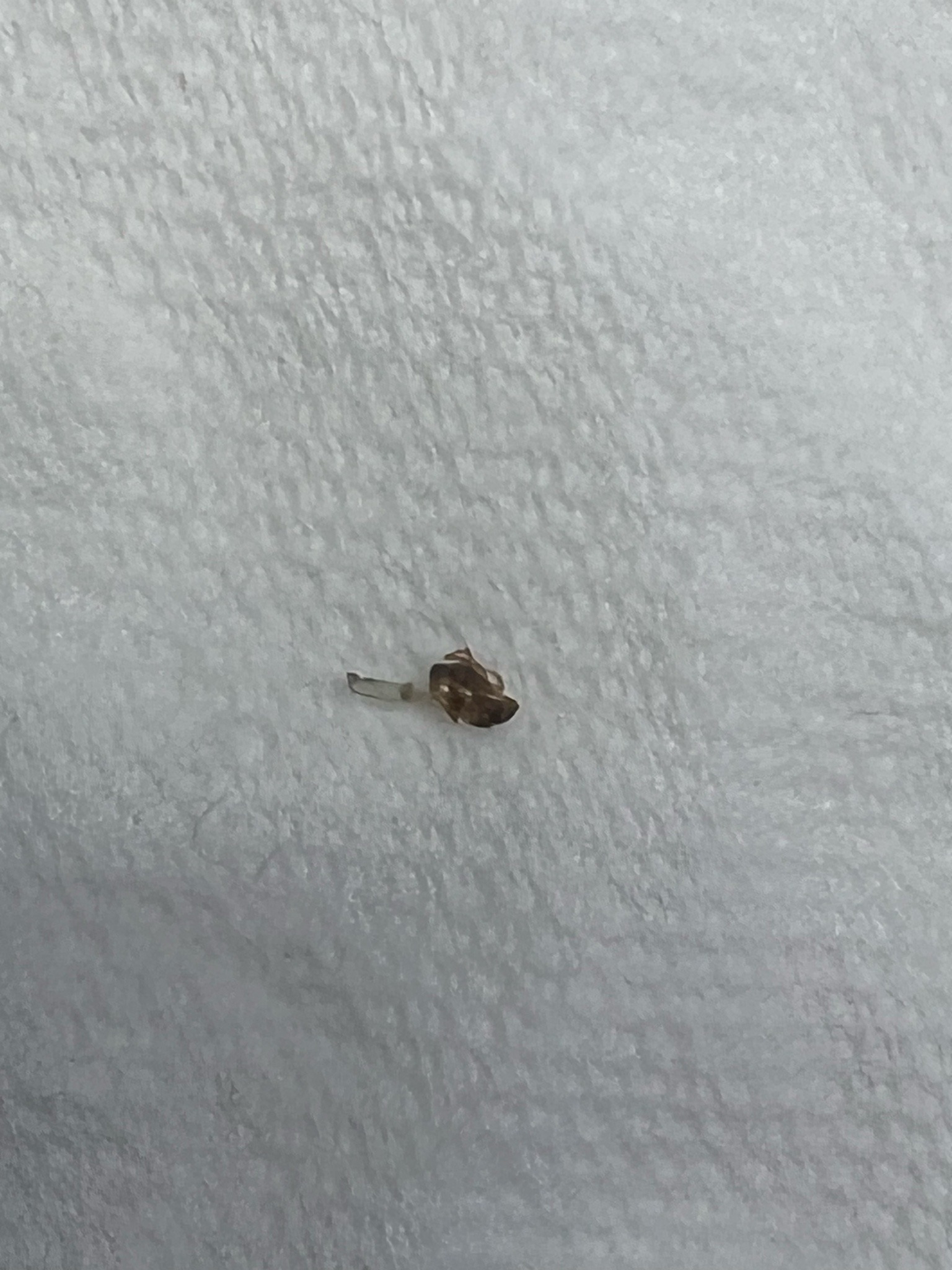 Fruit fly (likely vinegar fly)