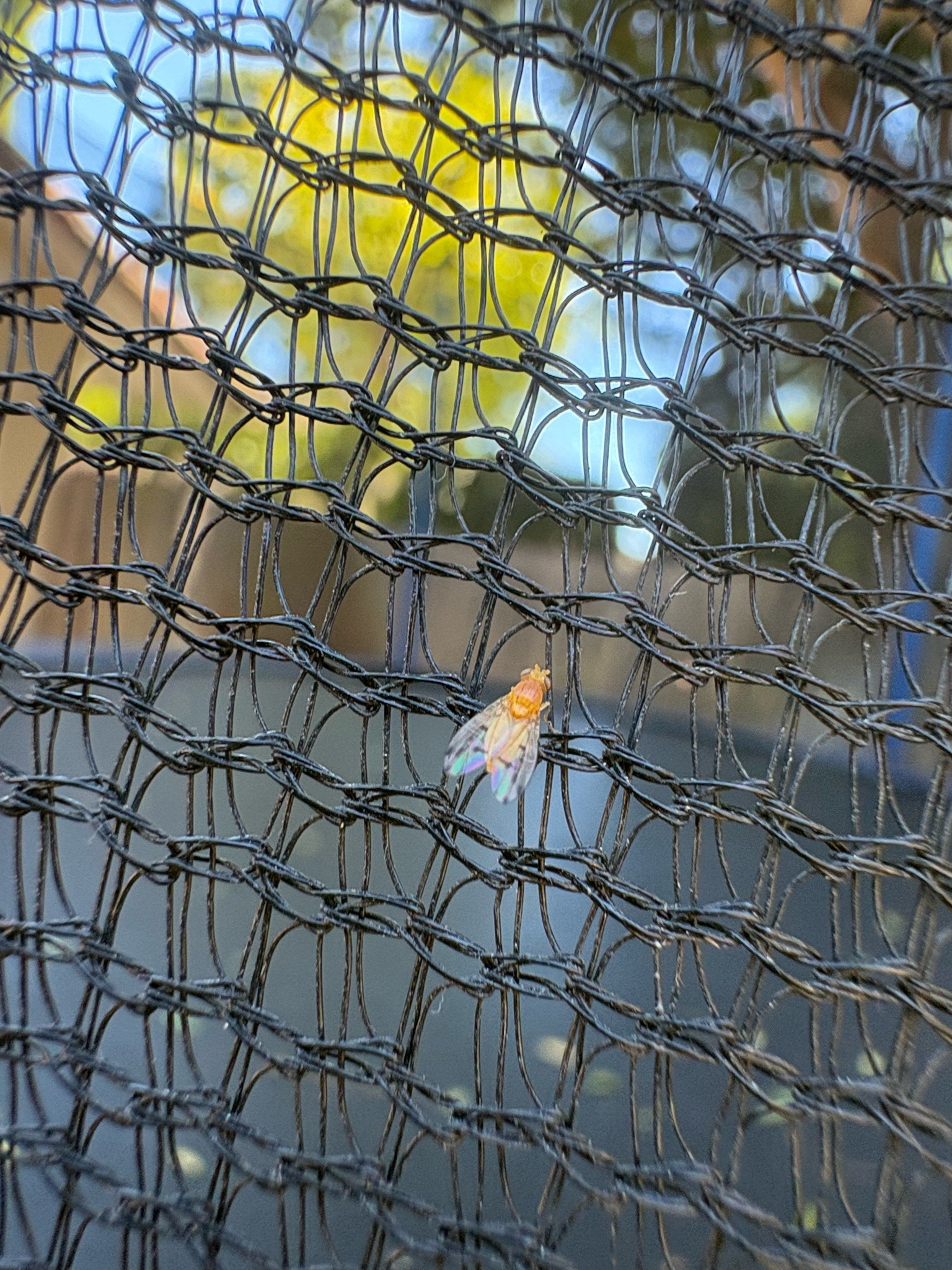 Fruit Fly / Vinegar Fly