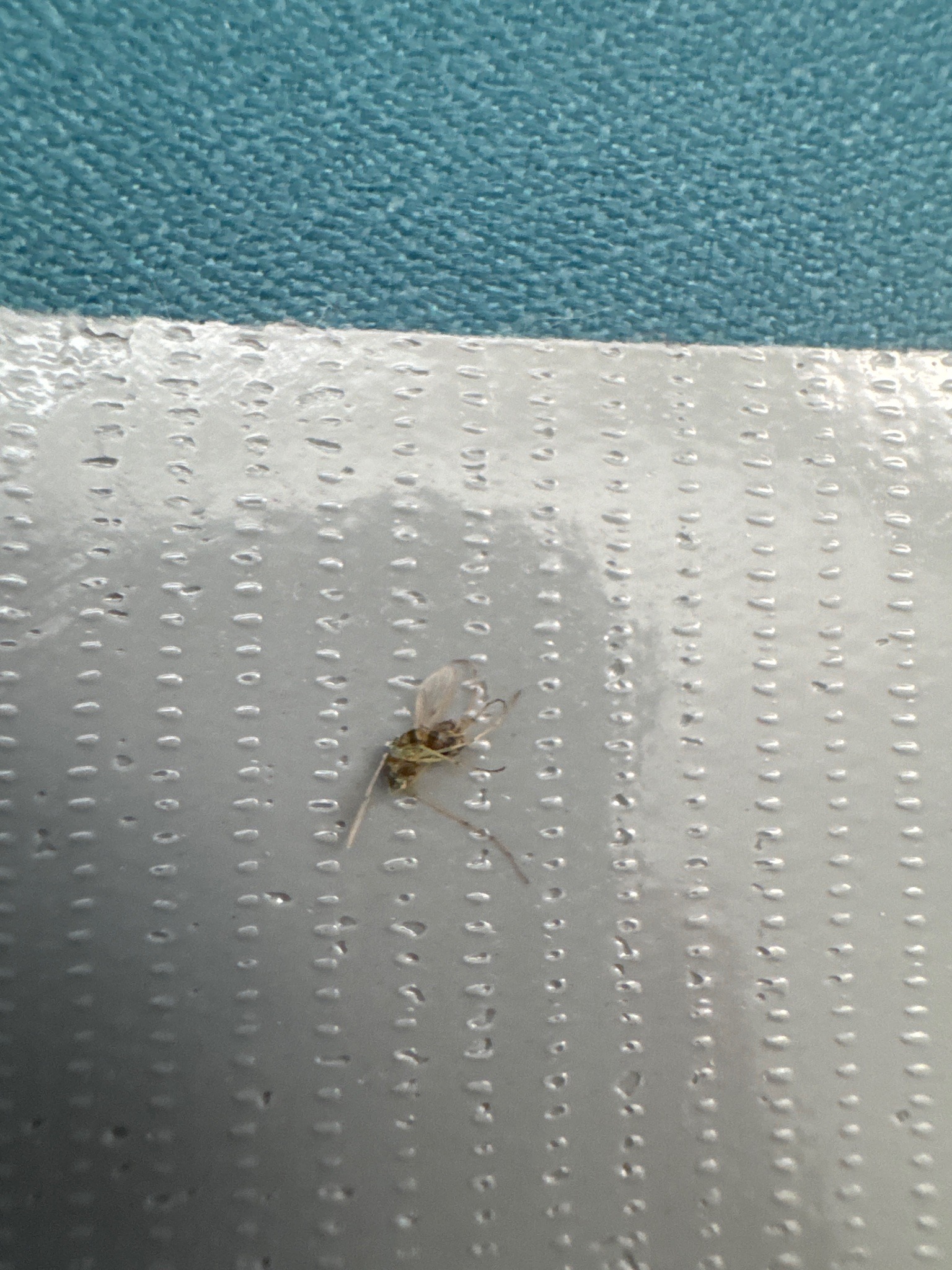 Fungus Gnat