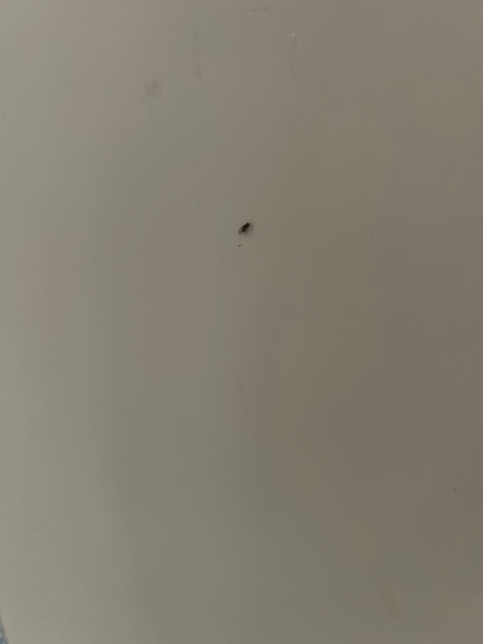 Fungus Gnat