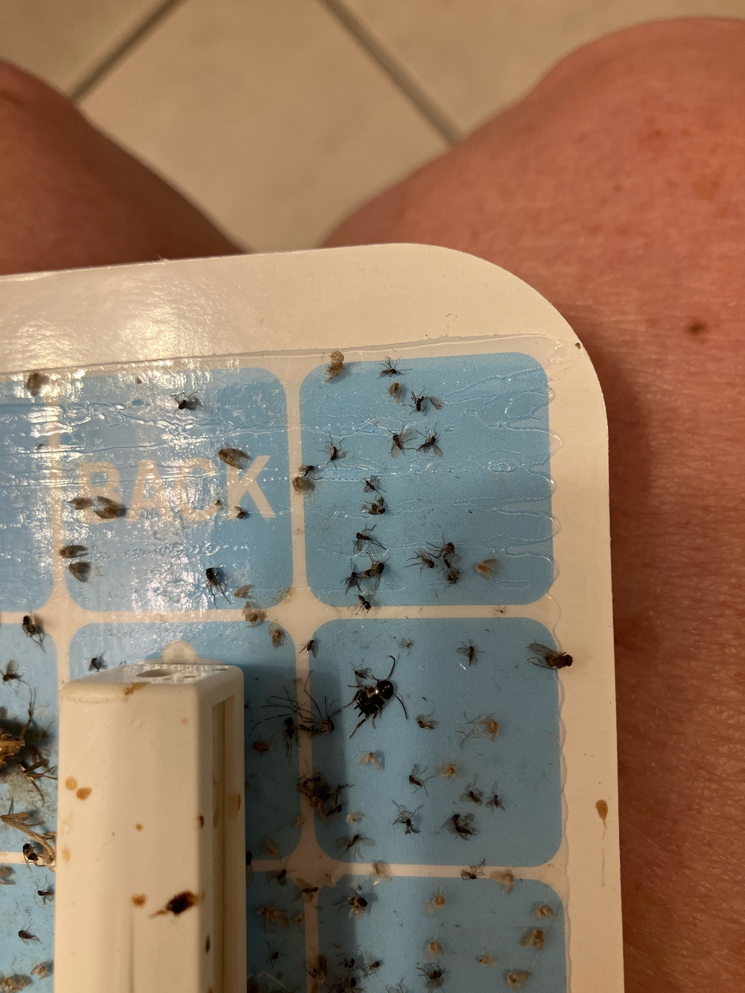Fungus Gnat
