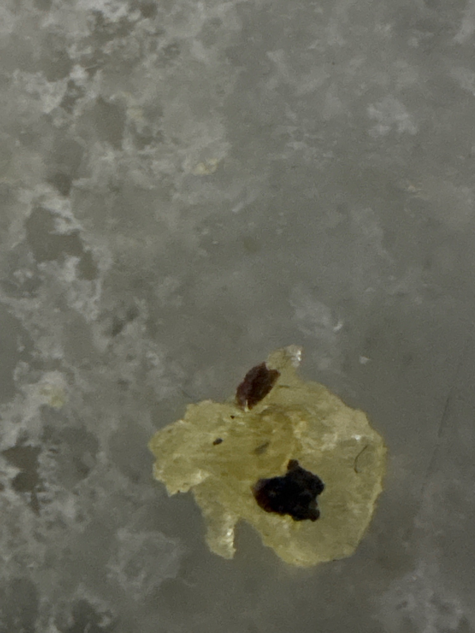 Fungus gnat larva and pupal cases (likely)