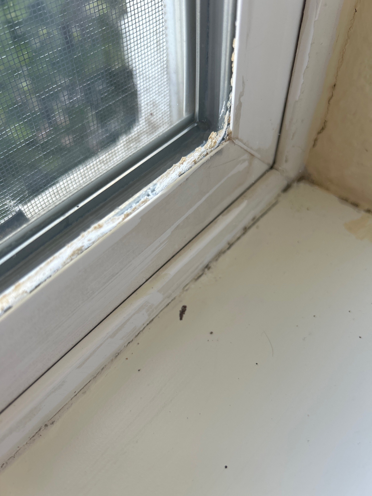 Fungus gnat (likely)
