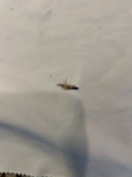 Fungus gnat (likely)