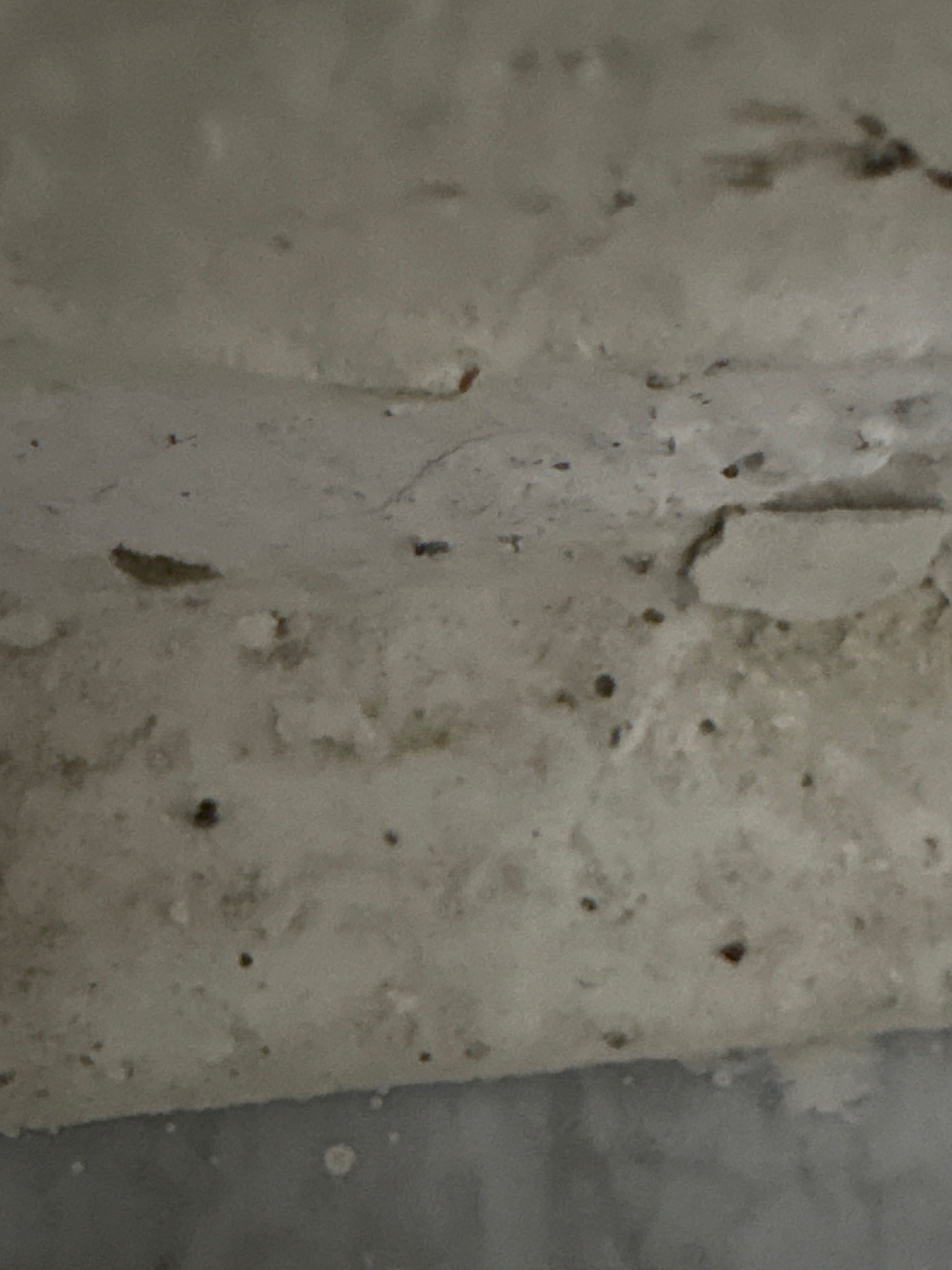 Fungus gnat (likely adult)