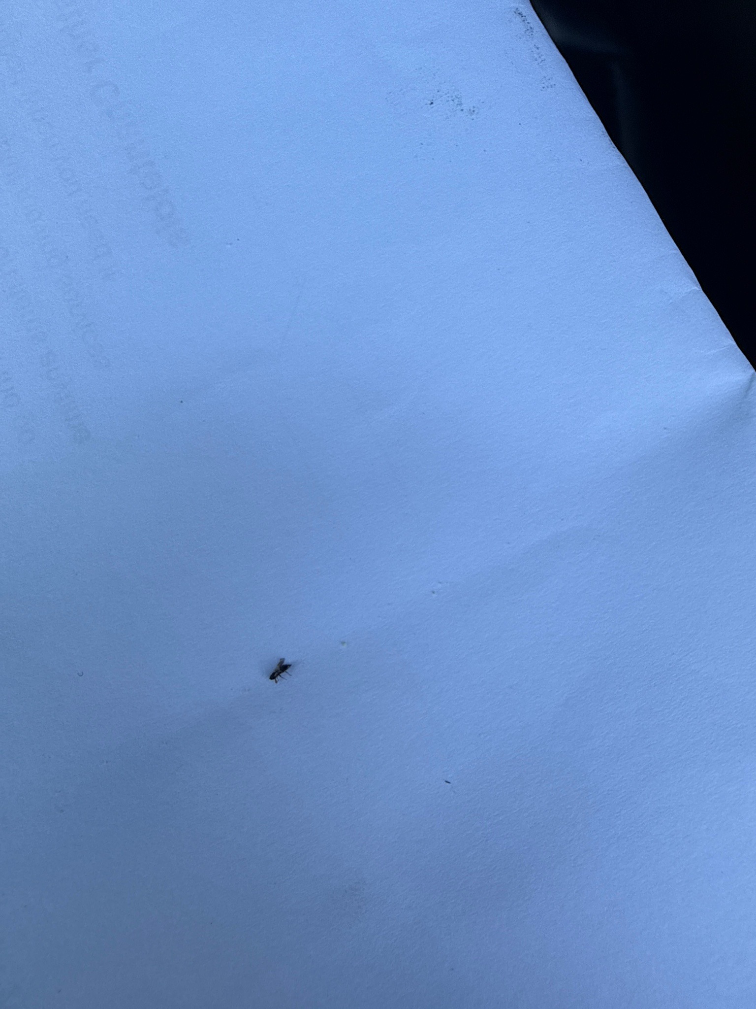 Fungus gnat (likely)