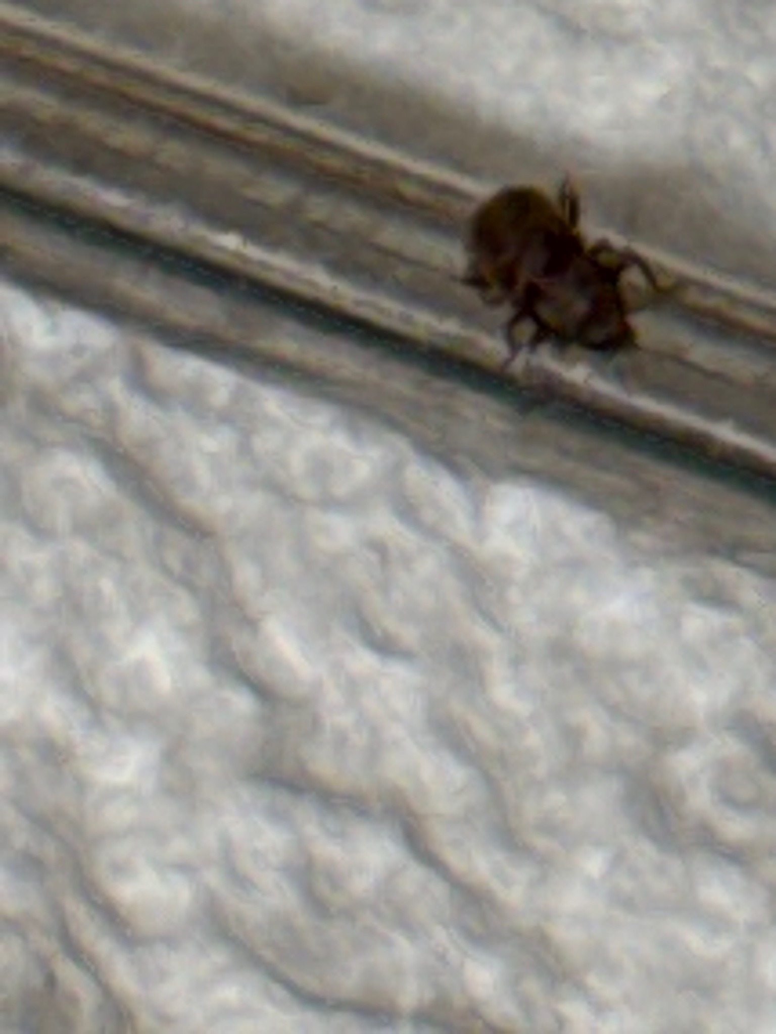 Fur beetle larva (likely varied carpet beetle)