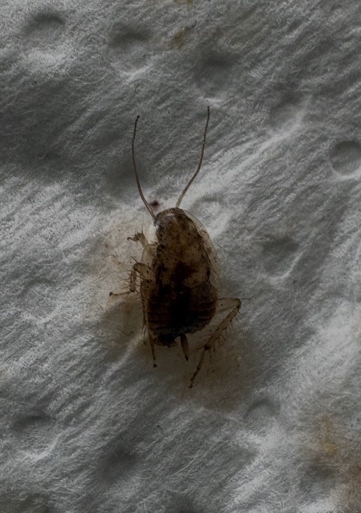 German cockroach