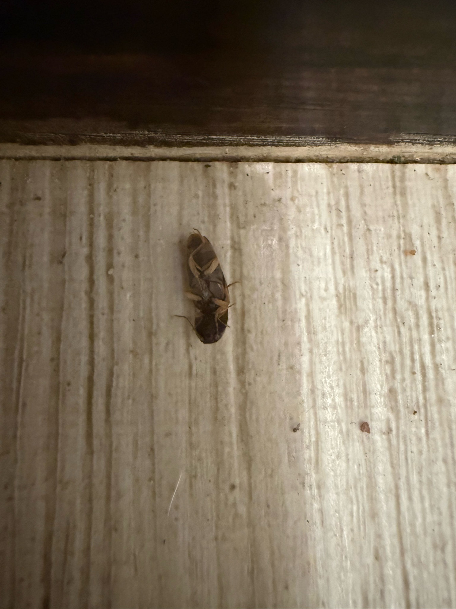 German Cockroach