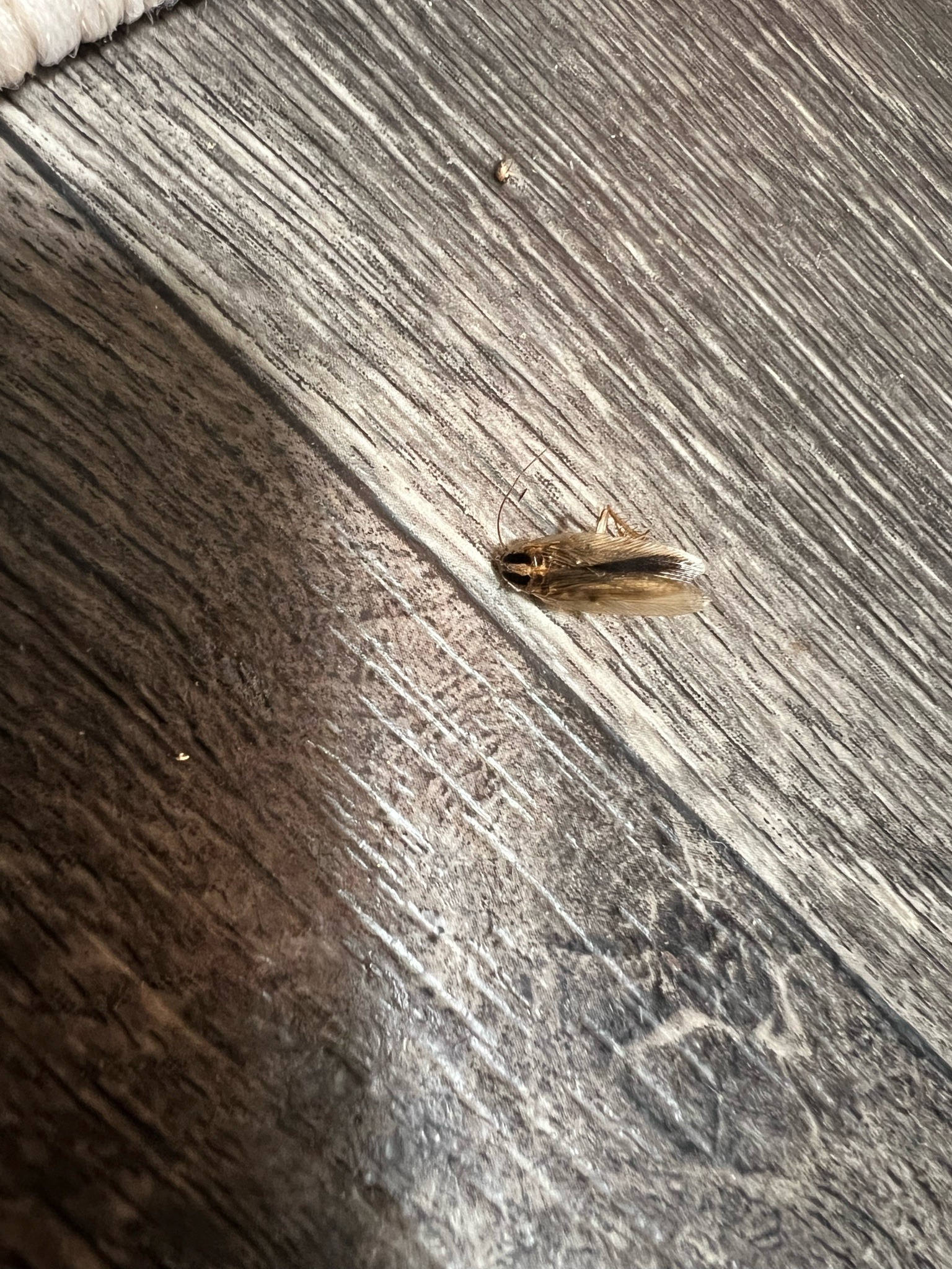 German cockroach