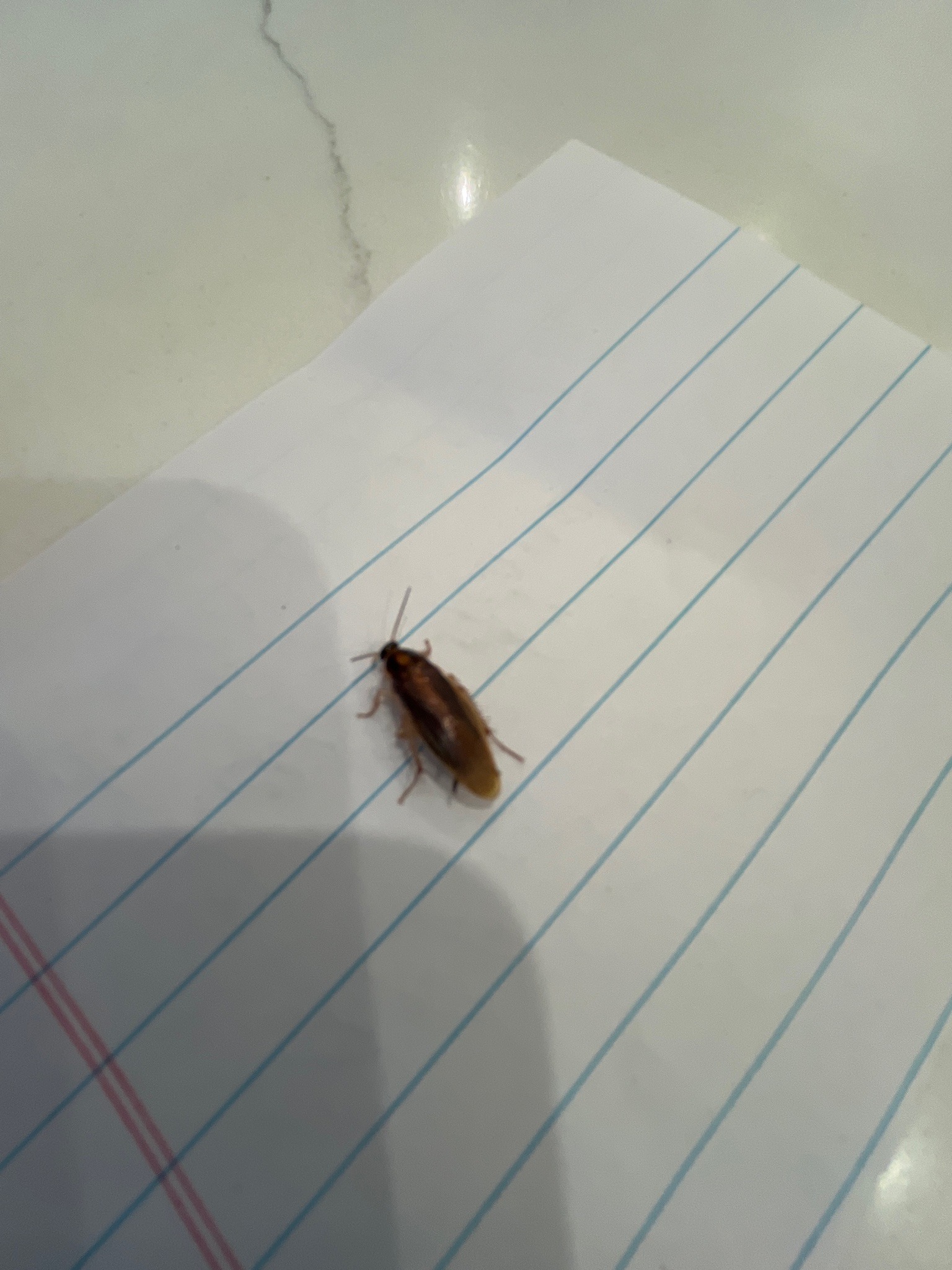 German Cockroach