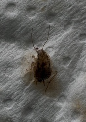 German cockroach