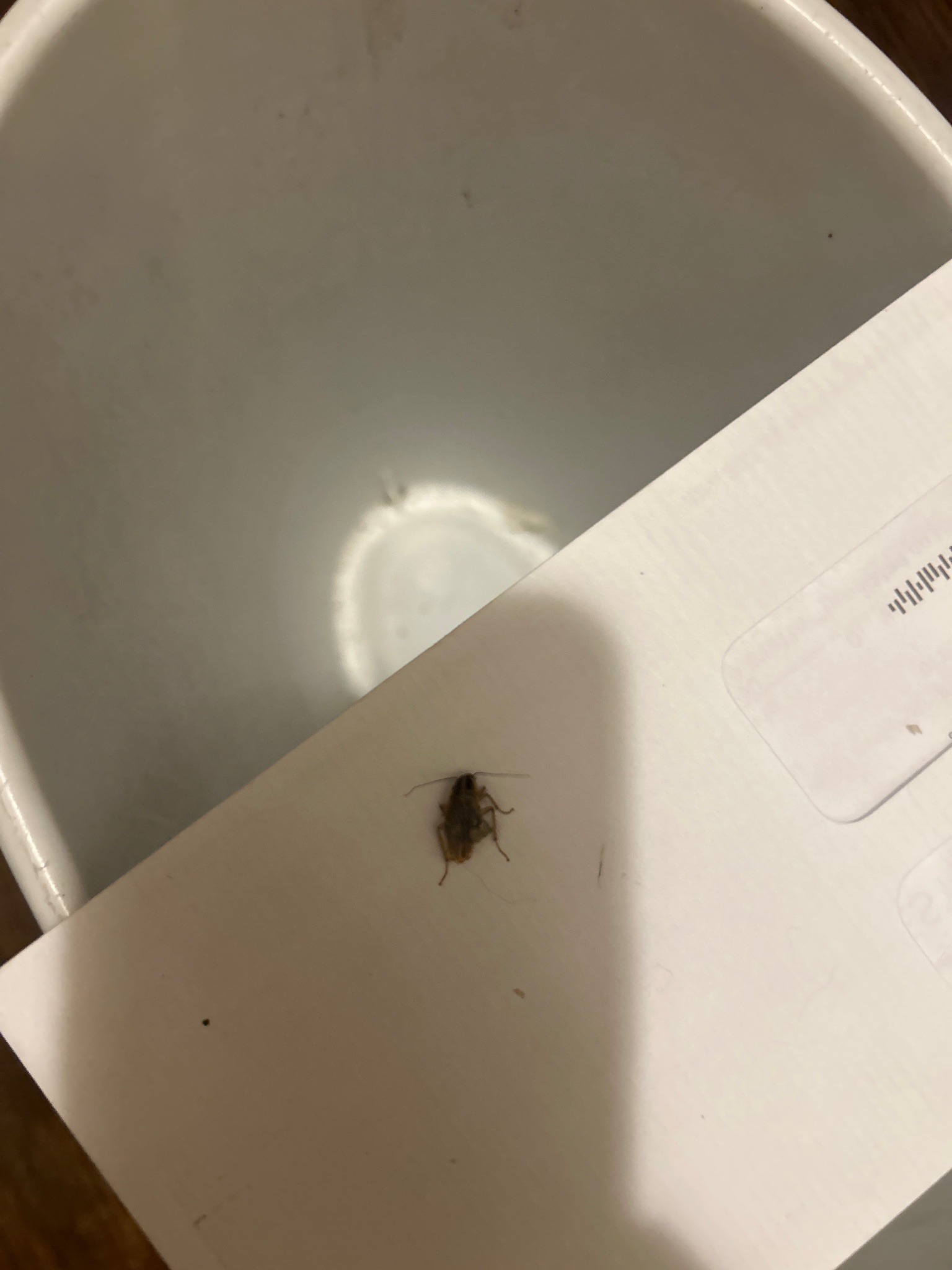 German cockroach