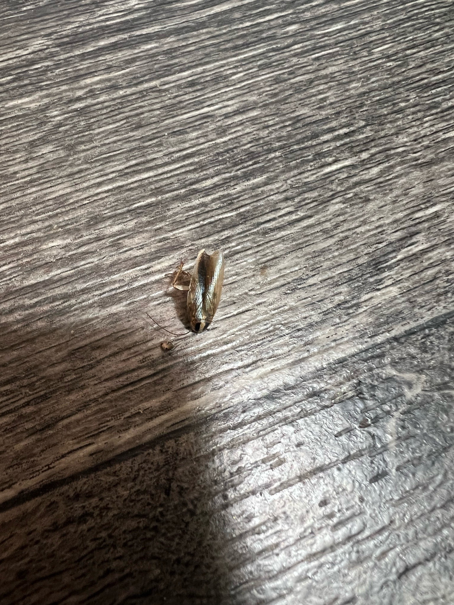 German cockroach