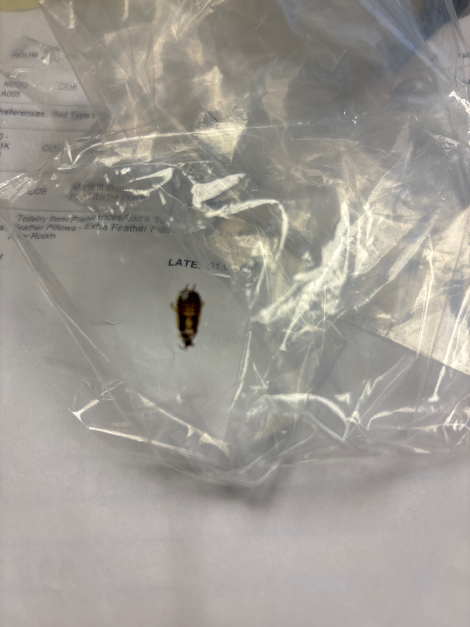 German Cockroach Nymph