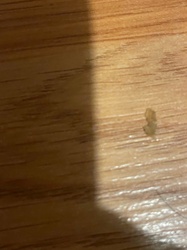 Ghost Ant