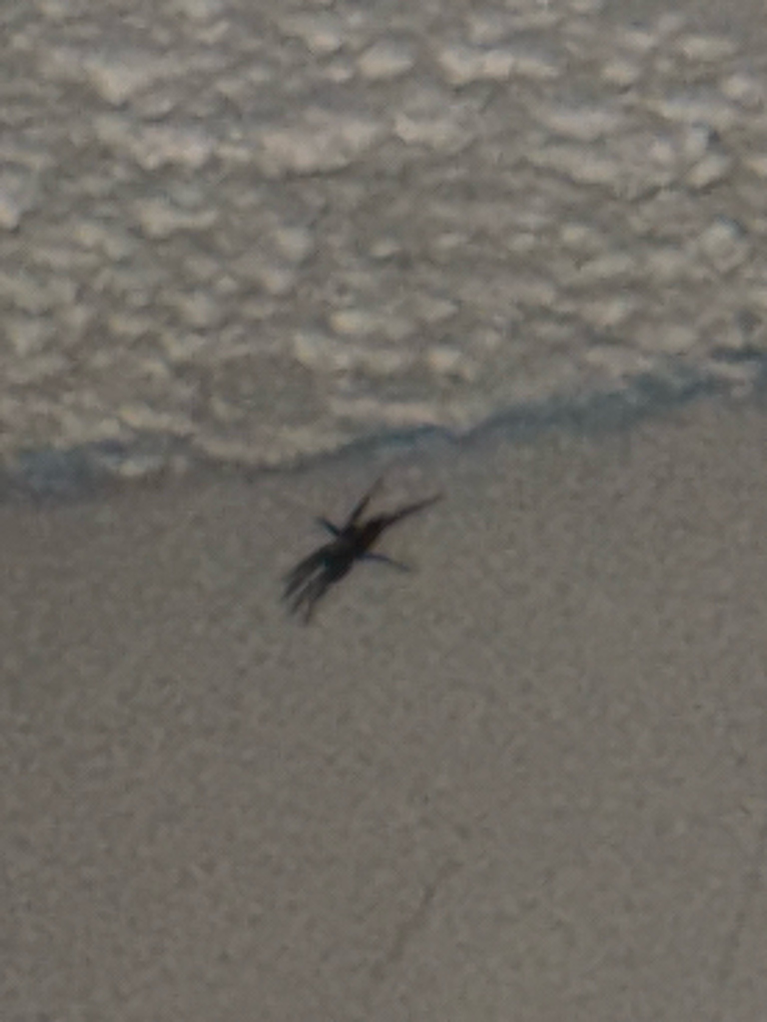 Ghost Crab (or similar sandy-beach crab)