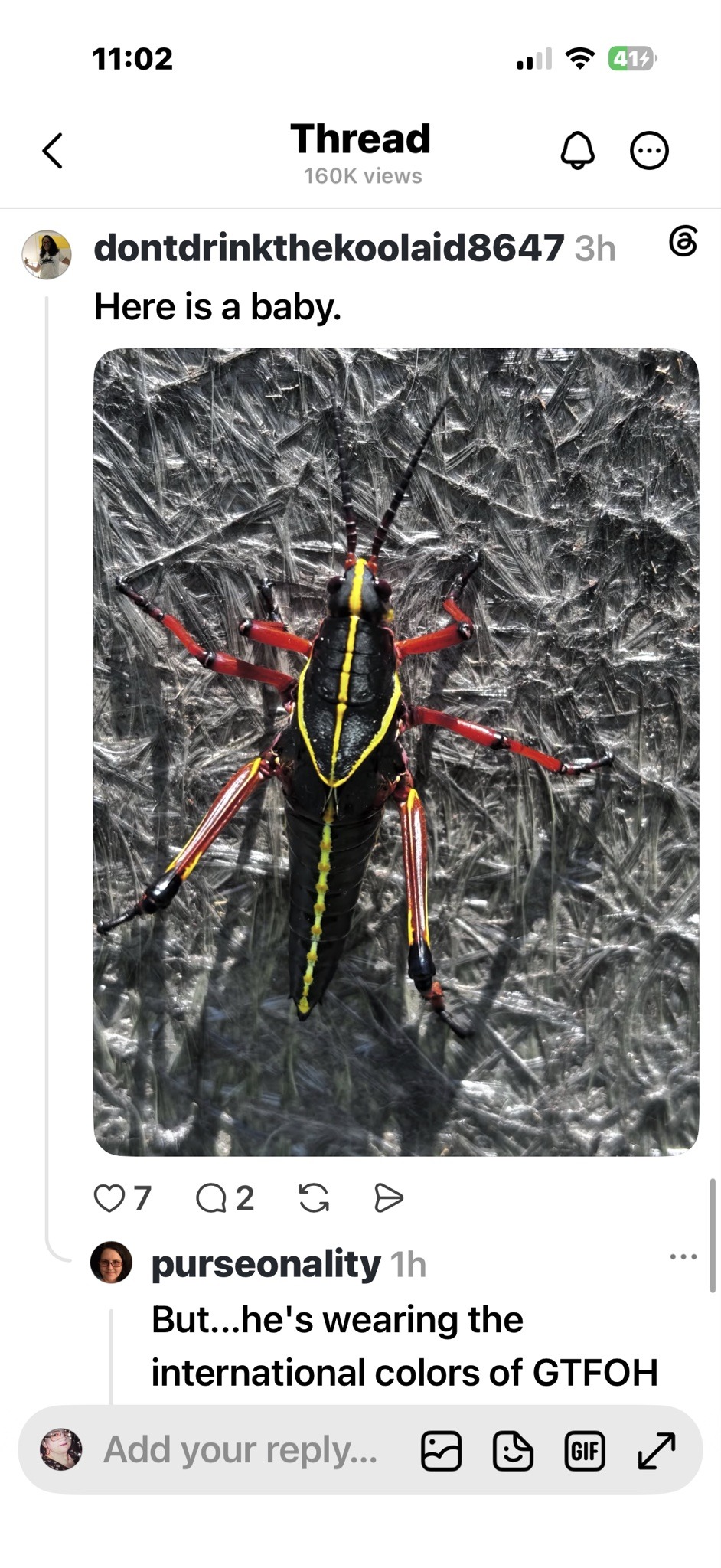 Giant mesquite bug (juvenile)
