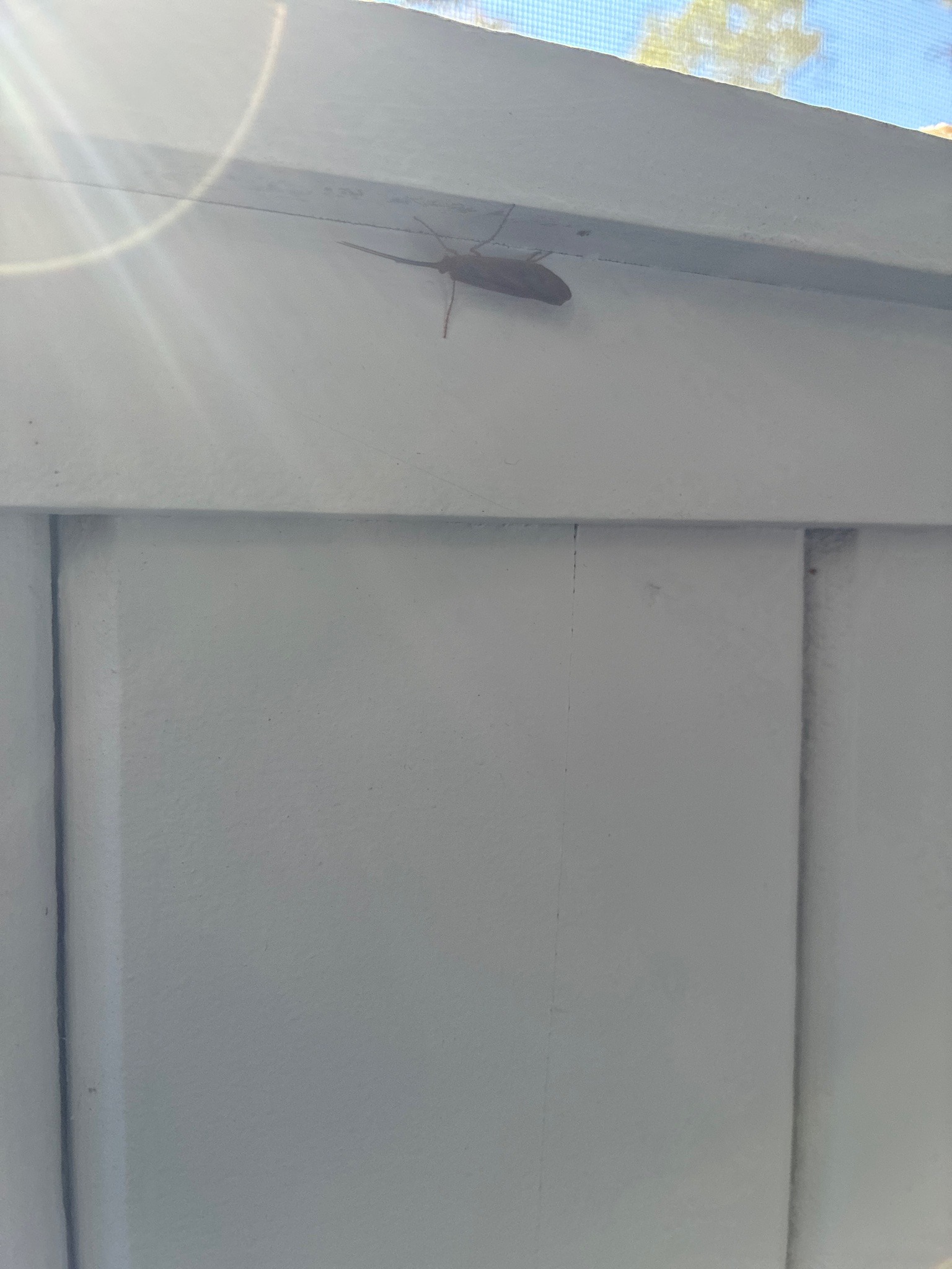 Giant water bug (toe-biter)