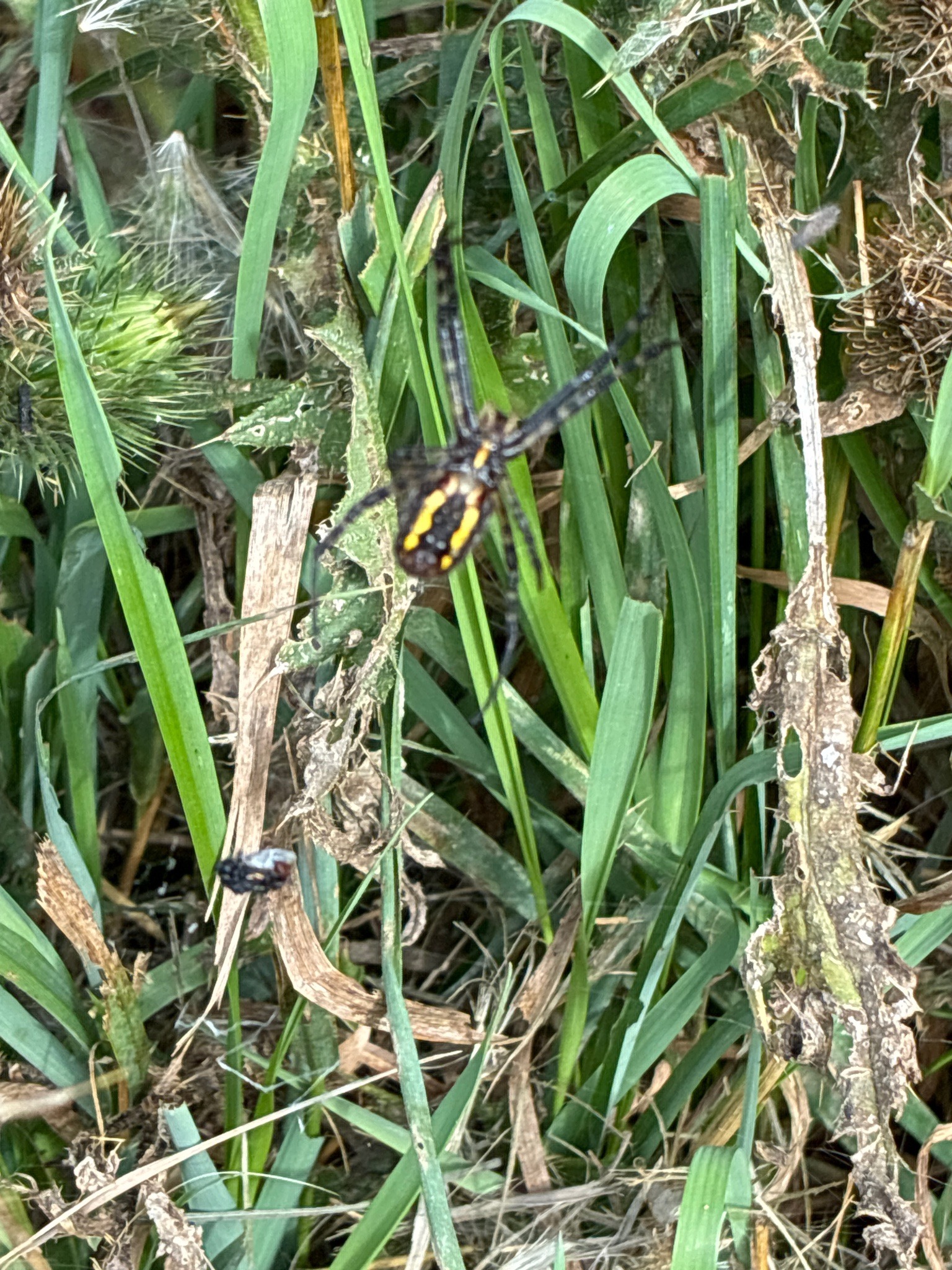 Golden orb-weaver (banana spider)
