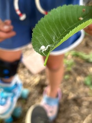 Goldenrod Crab Spider (or Flower Crab Spider)