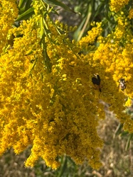 Goldenrod Soldier Beetle