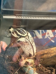 Goliath Beetle