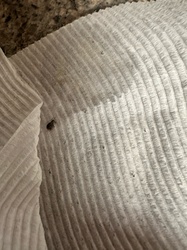 Granary Weevil