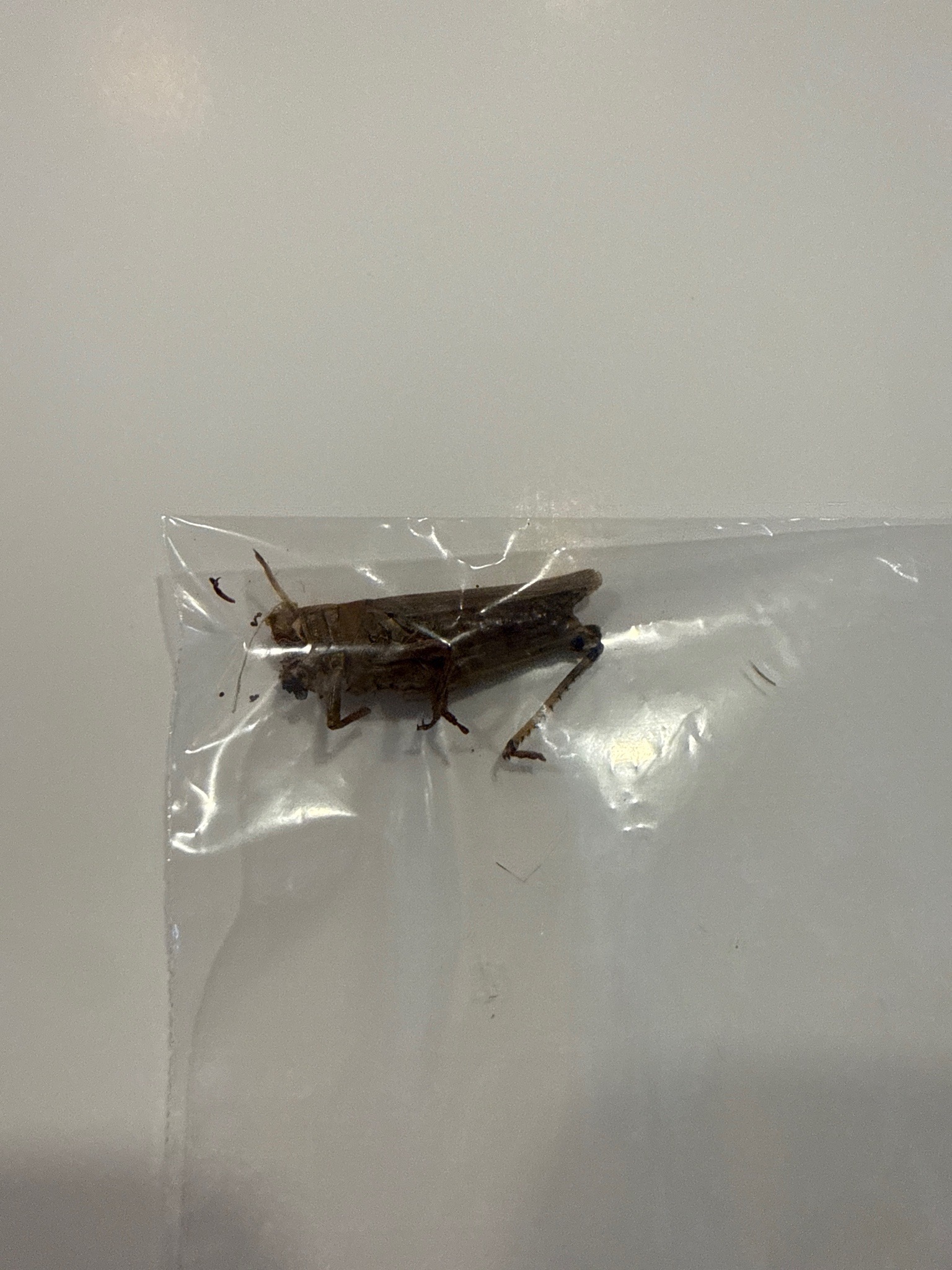 Grasshopper
