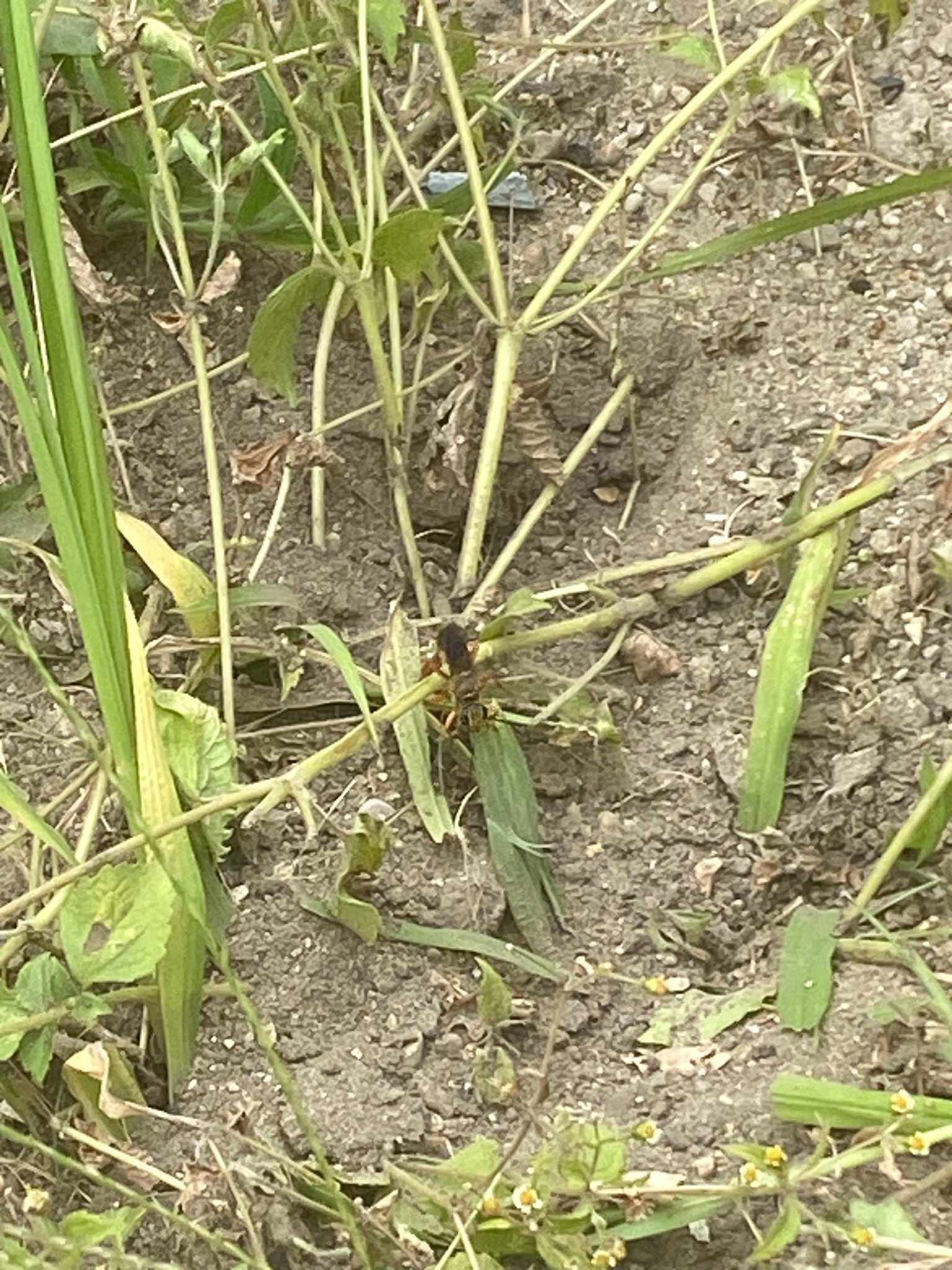 Great Golden Digger Wasp