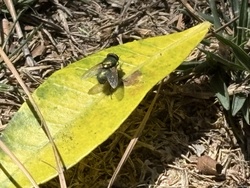 Green Bottle Fly