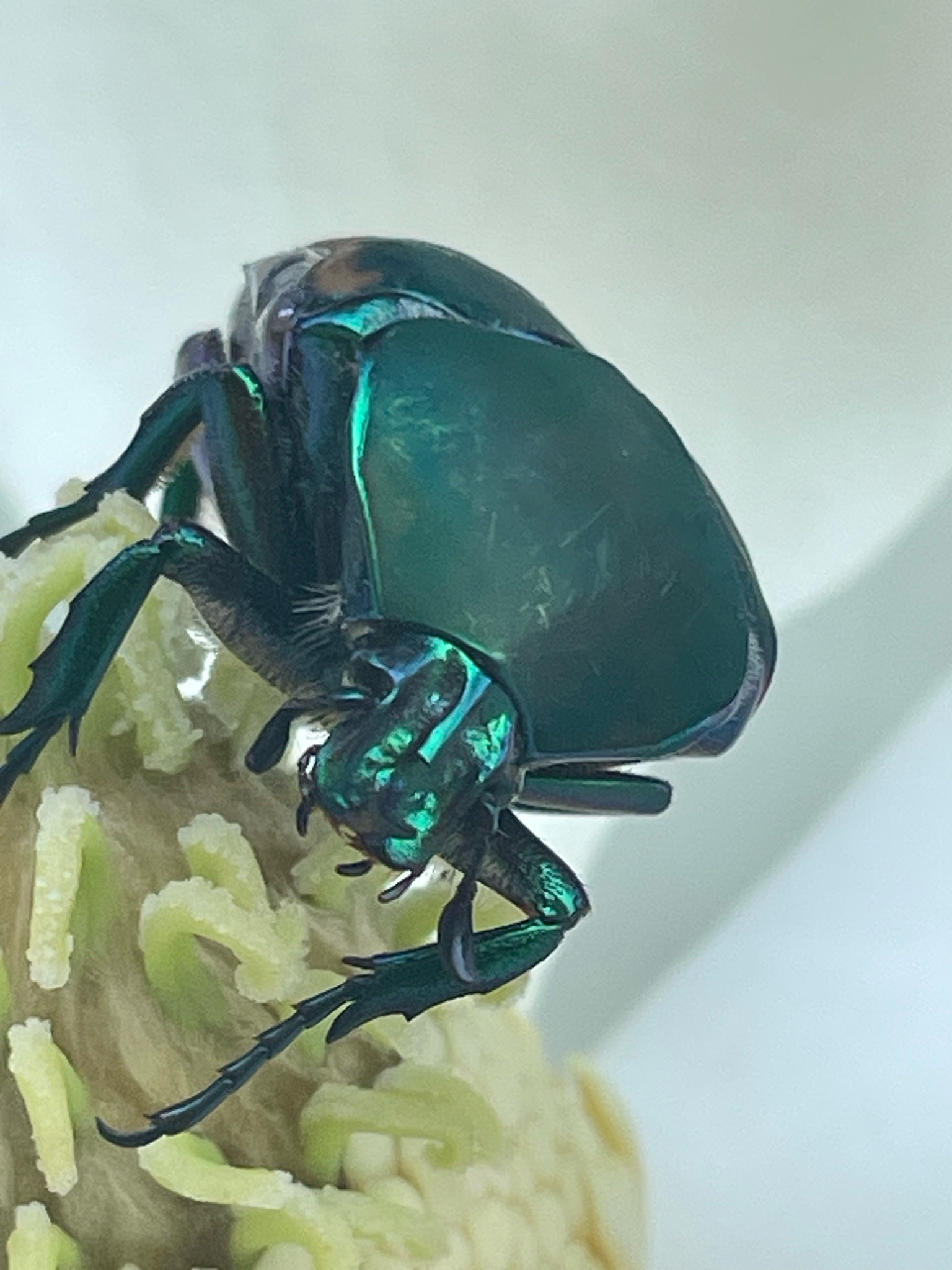 Green fig beetle (figeater beetle)