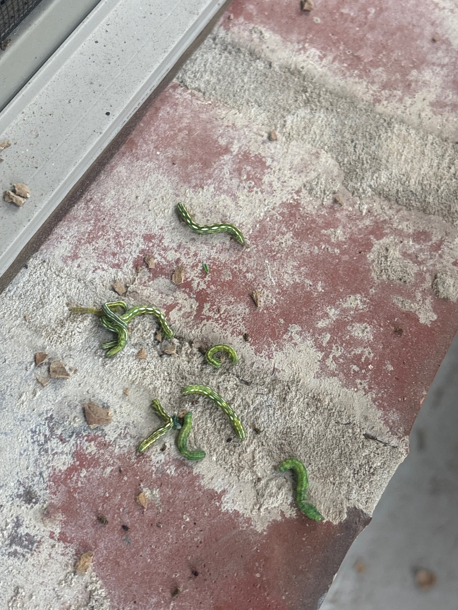 Green inchworm (geometer moth caterpillar)