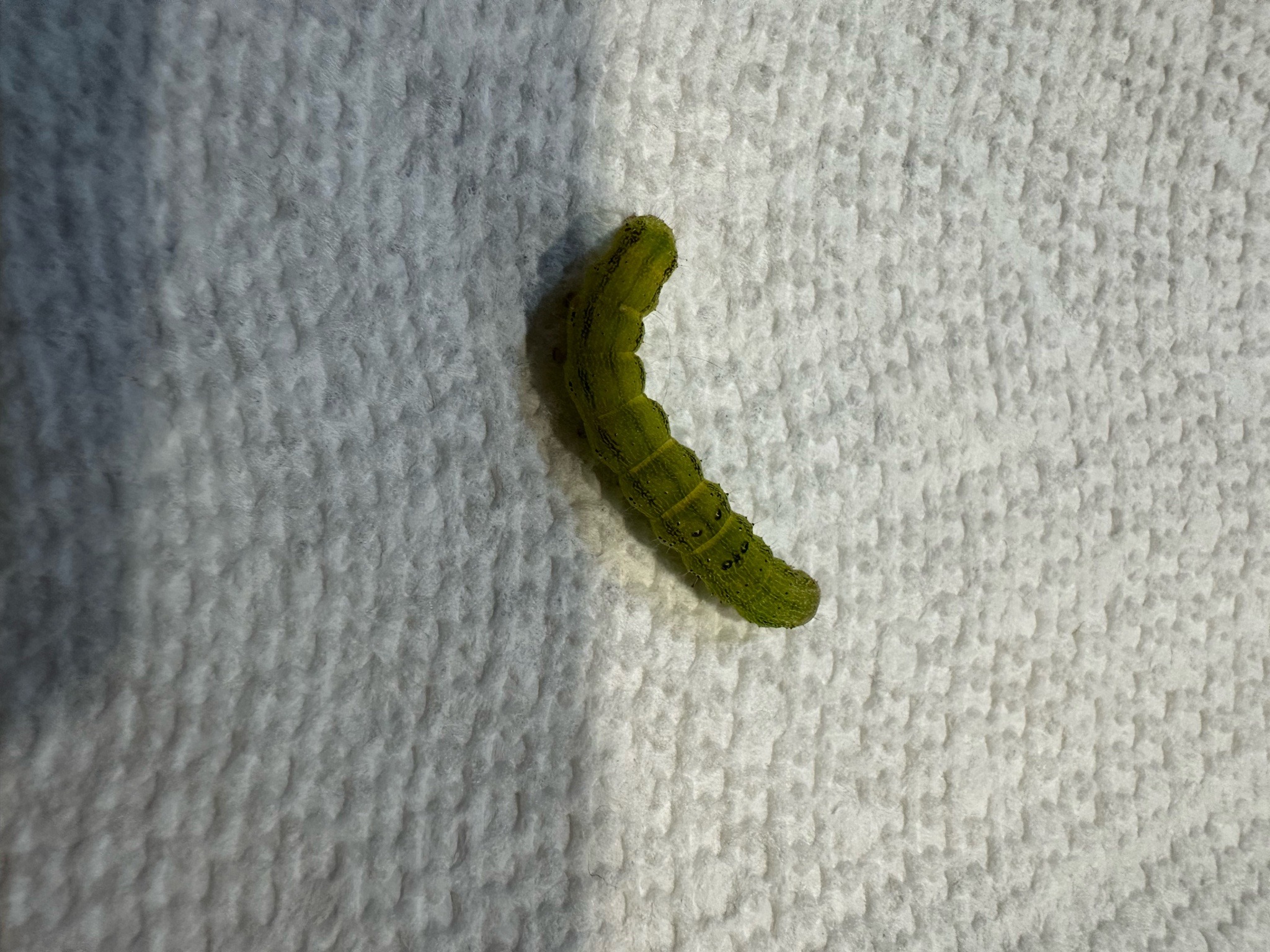 Green inchworm (looper caterpillar)