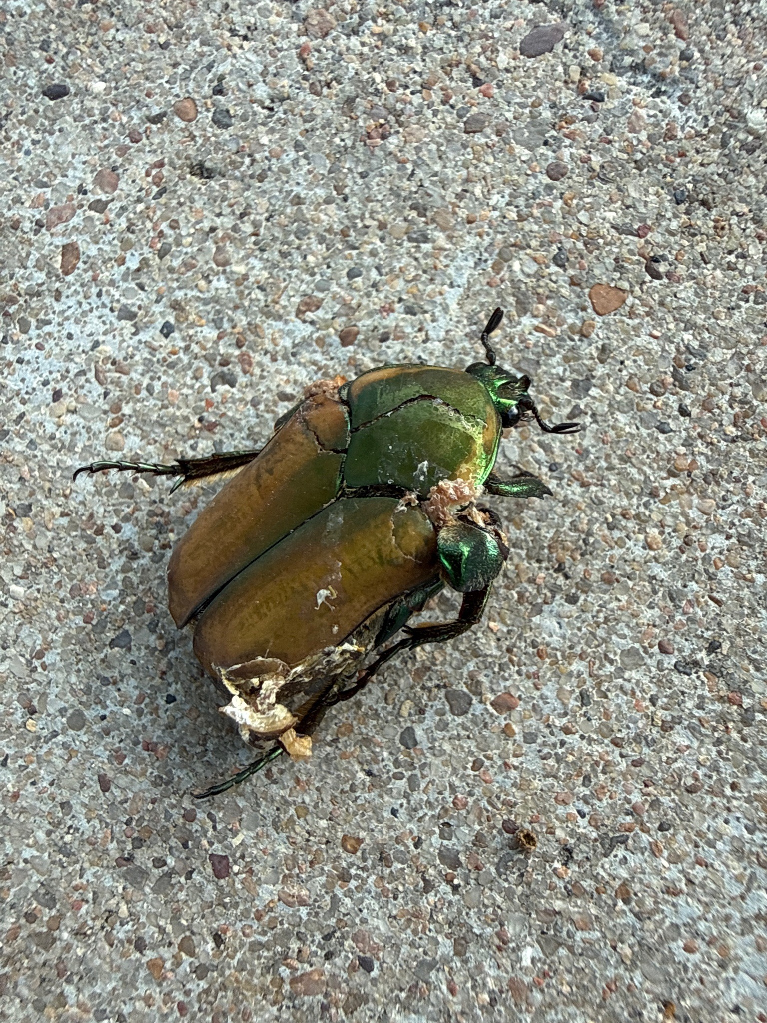 Green June Beetle