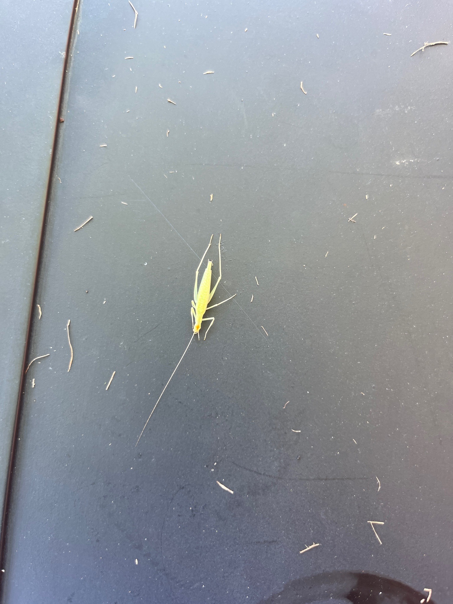 Green lacewing