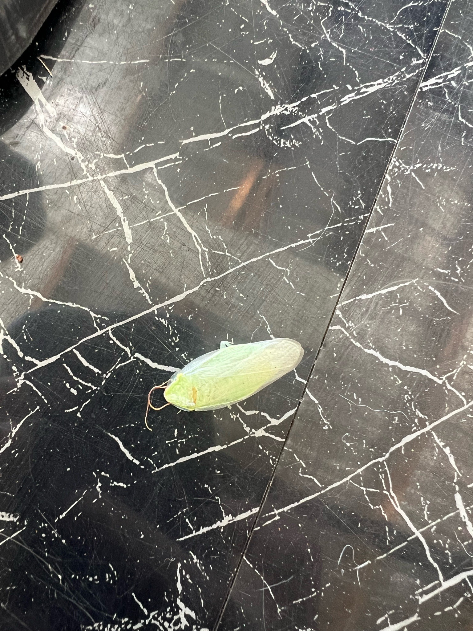 Green lacewing