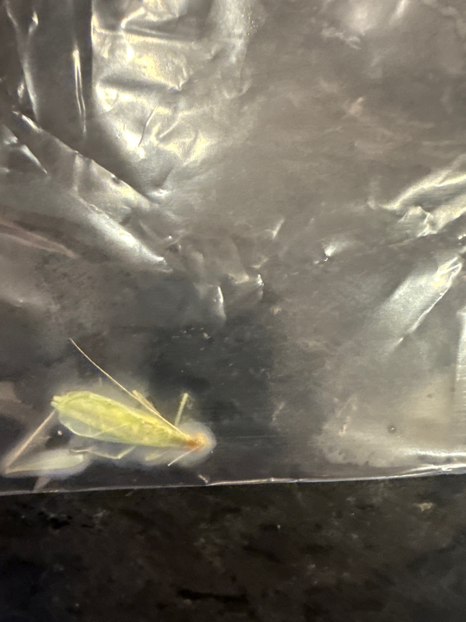 Green lacewing