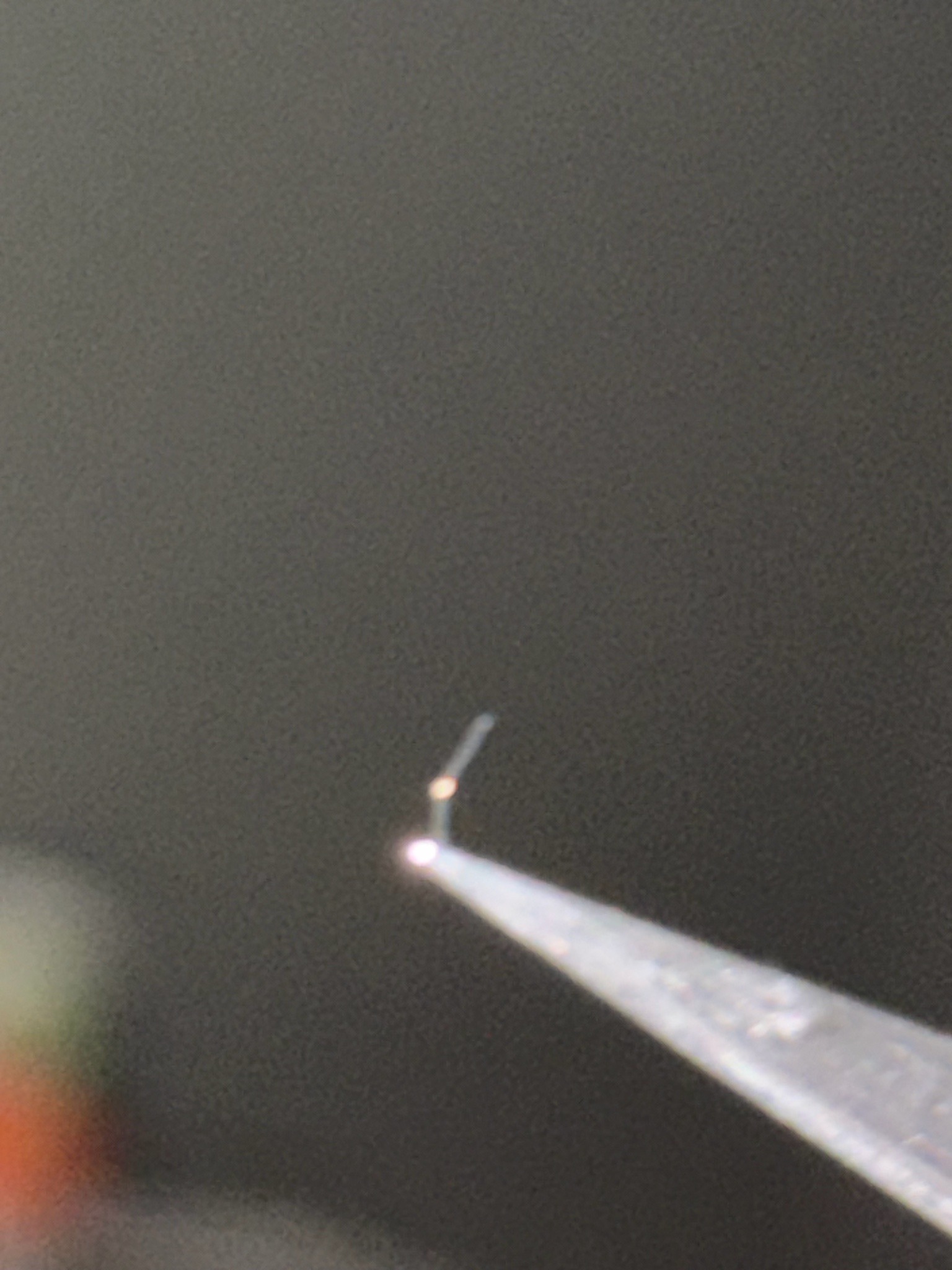 Green Lacewing Egg